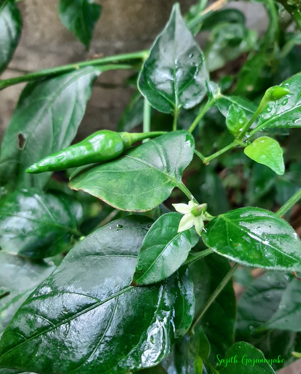 Capsicum frutescens L.